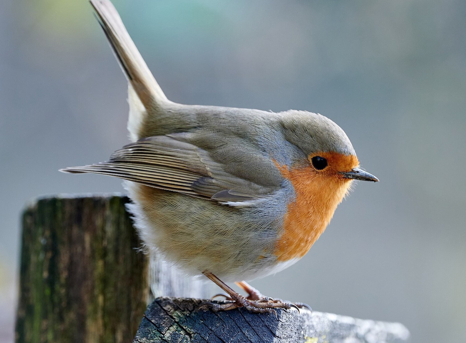 Robin on a weathered wooden post, with a soft natural background