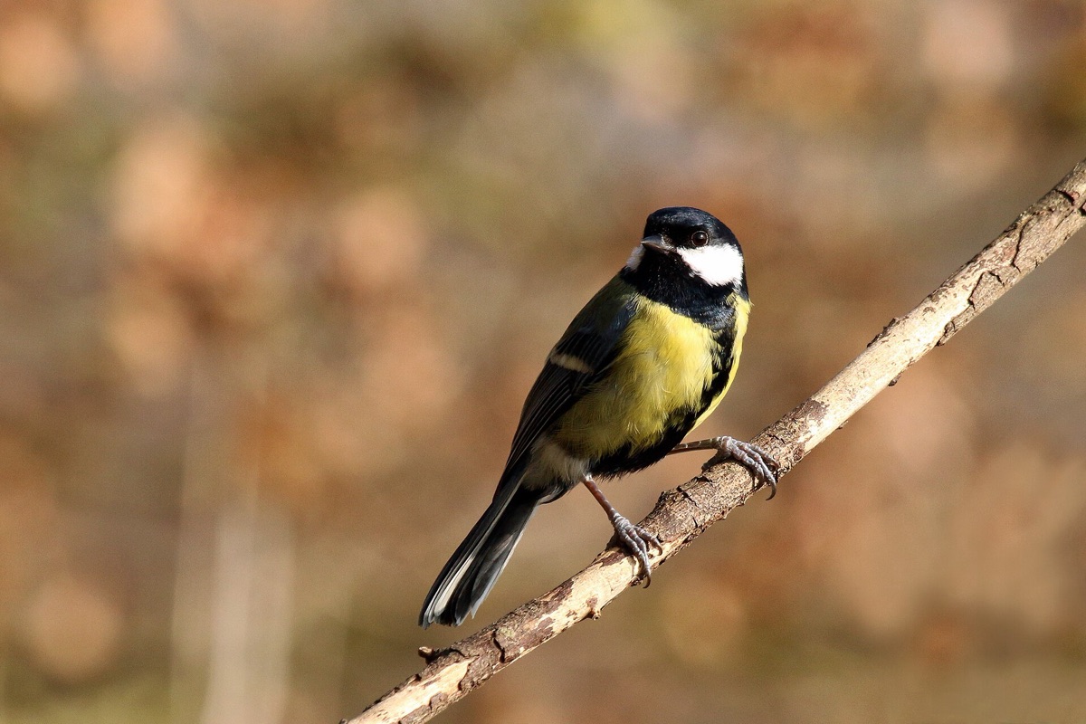 Great tit