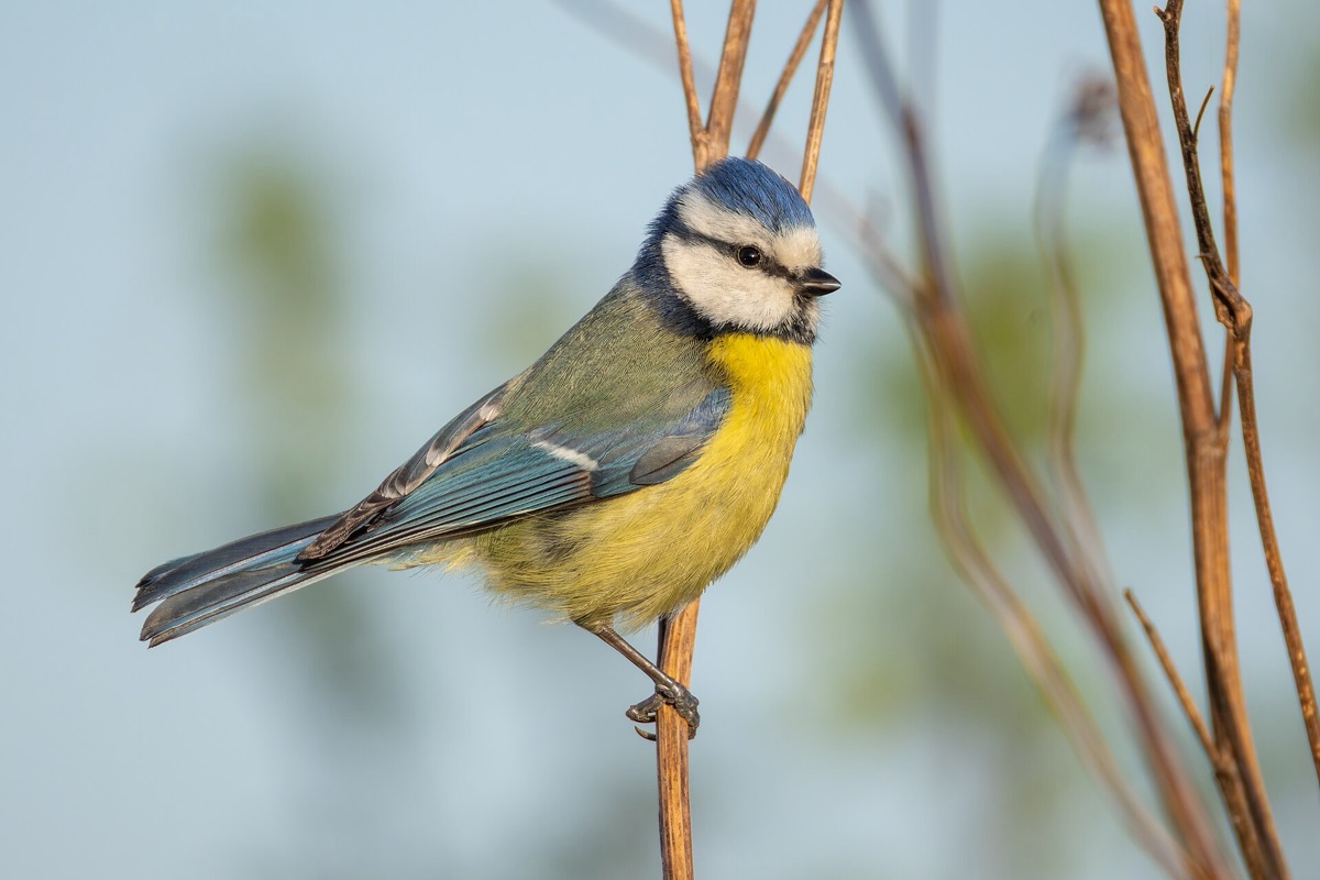 Blue tit