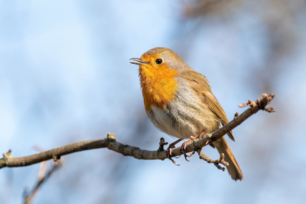 Robin on a branch, gift idea: a good pair of binoculars