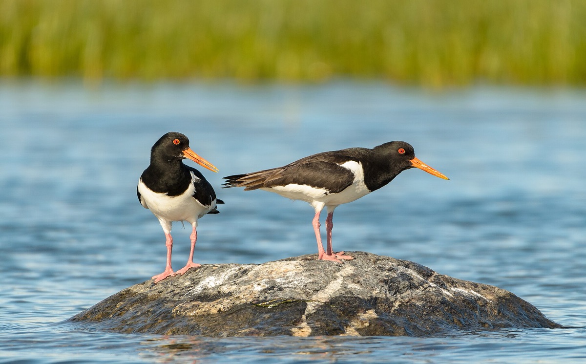 Oystercatcher on the coast