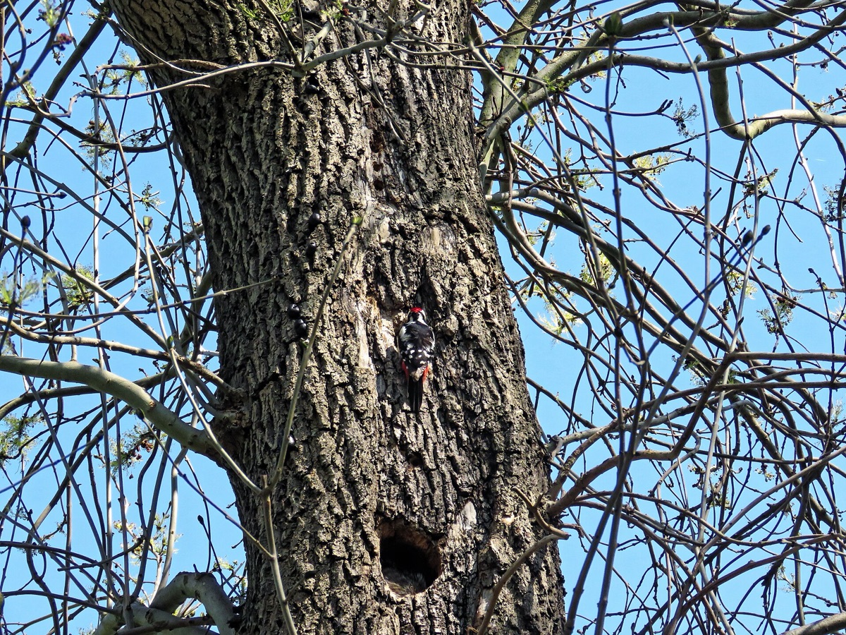 Great spotted woodpecker on a tree trunk